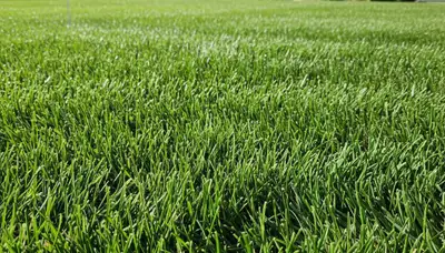 Close-up of freshly cut green grass showing professional lawn mowing quality in Ogden, Utah
