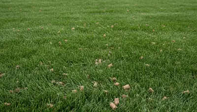 Healthy lawn recovering after professional aeration service by Chop Chop Landscaping in Ogden, UT