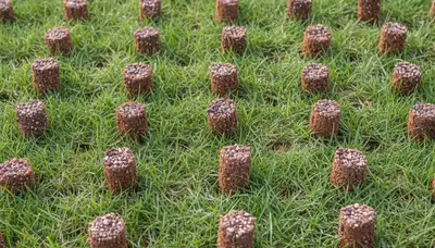 Close-up of soil core plugs from professional lawn aeration treatment in Ogden, UT landscaping service